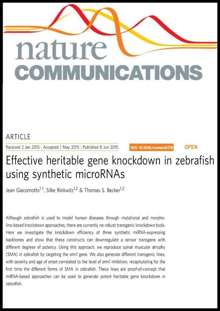 Effective heritable gene knockdown in zebrafish using synthetic microRNAs