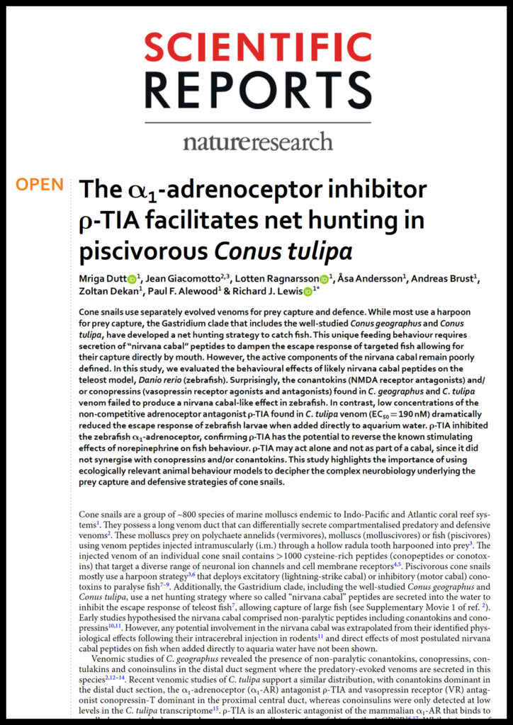 The α-adrenoceptor inhibitor ρ-TIA facilitates net hunting in piscivorous Conus tulipa