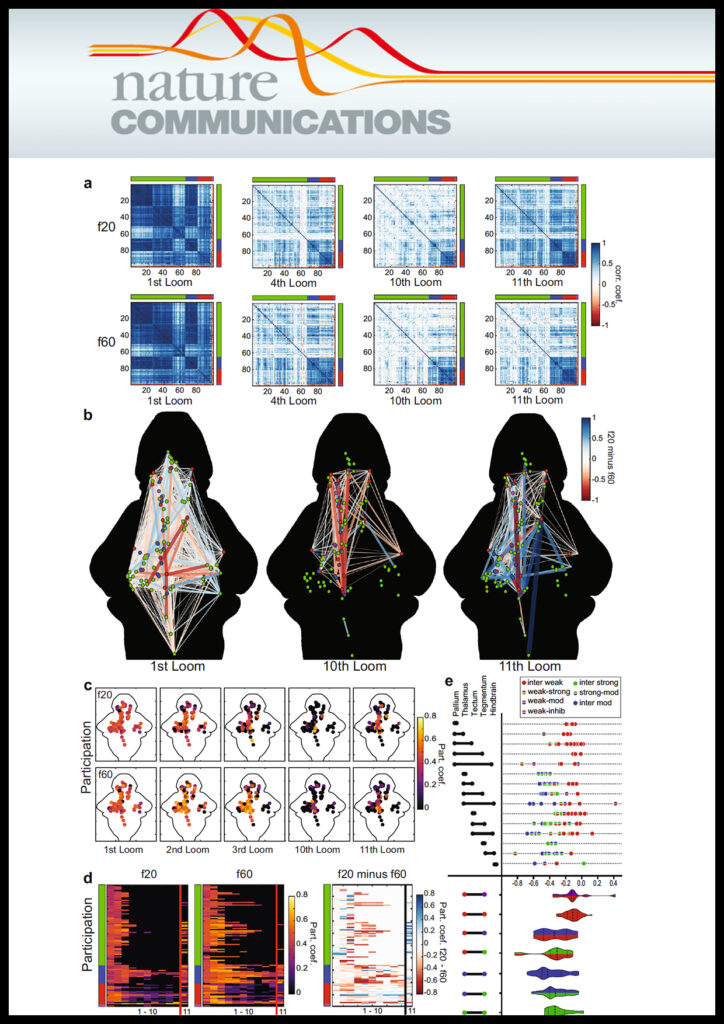 Brain-wide visual habituation networks in wild type and fmr1 zebrafish