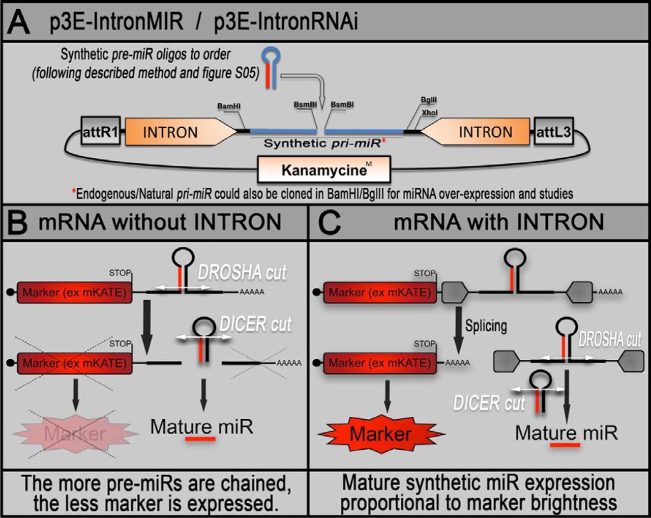 Cre-Lox miRNA-delivery technology optimized for inducible microRNA and gene-silencing studies in zebrafish