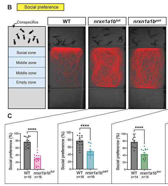 Modelling mental disorders in zebrafish. Neurexins severely modulate anxiety, social behaviours and aggression