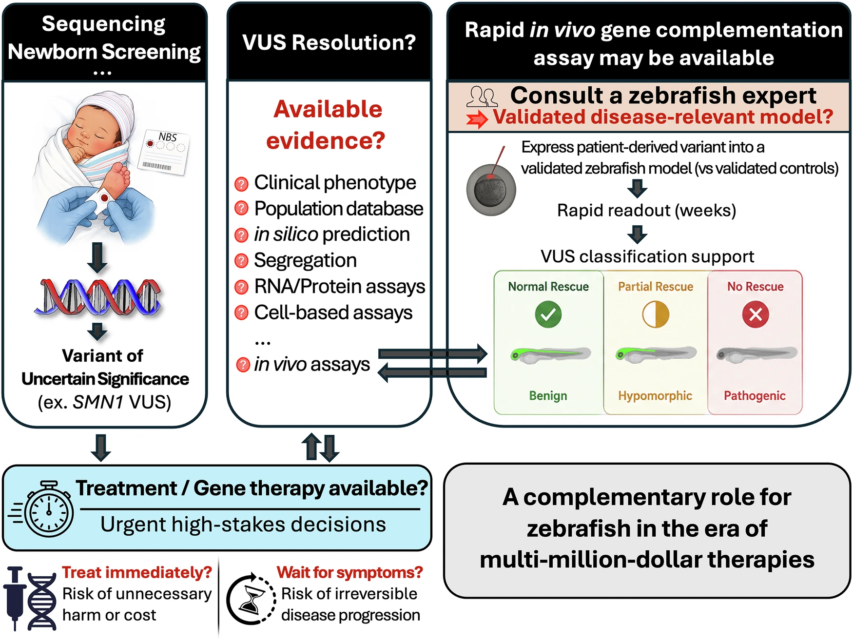Rapid resolution of variants of uncertain significance (VUS). A complementary role for zebrafish in the era of multi-million-dollar therapies